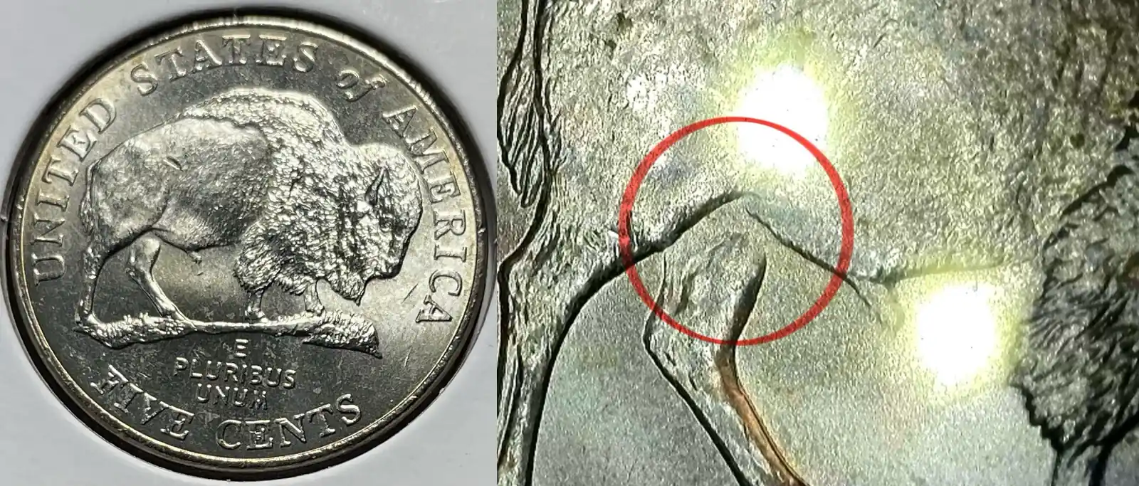  A picture of the 2005-P Buffalo nickel featuring a partially detached leg on the buffalo, caused by a die crack or minting flaw.